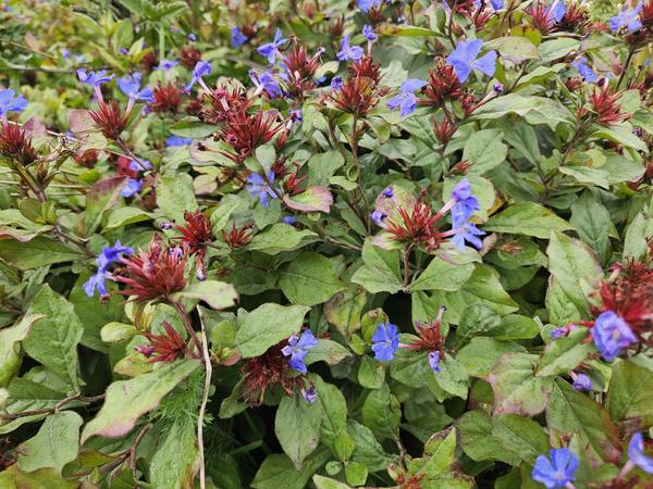 Ceratostigma plumbaginoides  - ↕10-25cm - Ø9cm - 12x  BotanicBridge