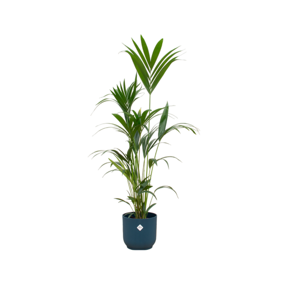 Combi deal - Kentia palm inclusief elho Vibes Fold Round blauw Ø30 - 160 cm  BotanicBridge