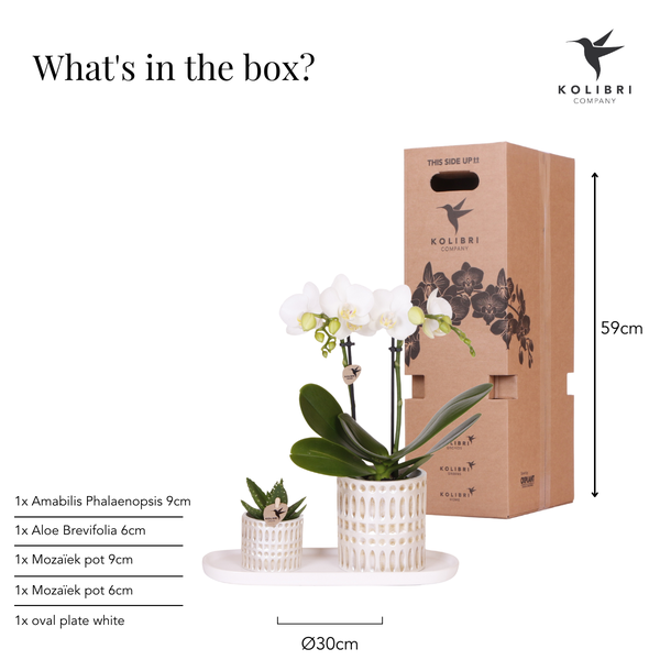 Kolibri Company | Plantenset Le Chic small | Witte Phalaenopsis Orchidee Amabilis  en Succulent incl. keramieken sierpotten op crème organisch dienblad  BotanicBridge