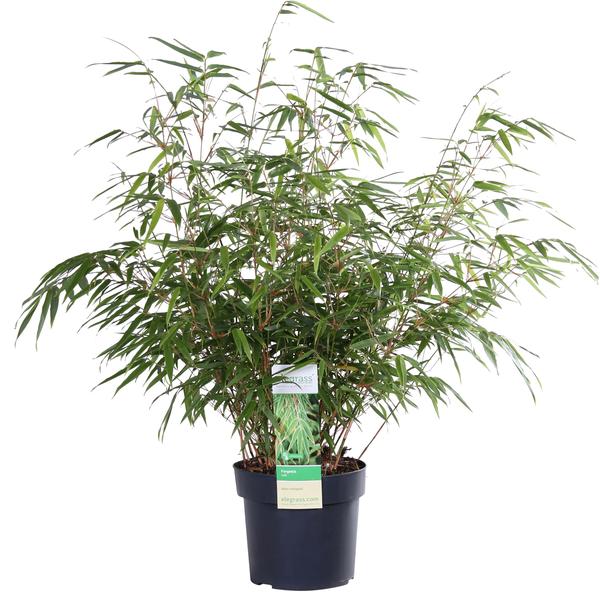 Fargesia rufa - Niet woekerende bamboe - Ø29cm - ↕80cm - Ø19 - ↨60cm  BotanicBridge