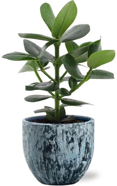 Clusia Rosea Princess - Ø12cm - ↕15cm +  Sem Pot D14x13cm - Blauw  BotanicBridge