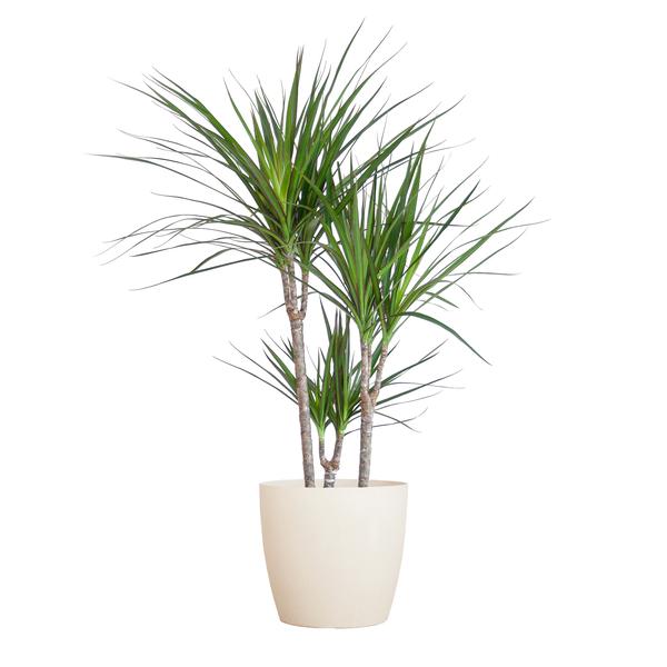 Dracaena Marginata met Viber wit - 95cm - Ø21  BotanicBridge