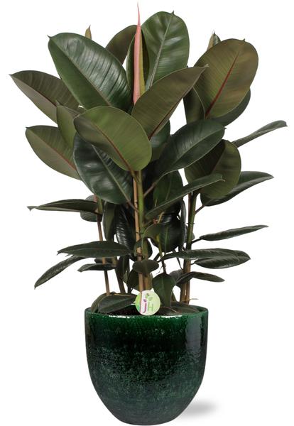 Ficus Robusta - Ø27cm - ↕90cm + Jolin Pot D29x27cm - Groen  BotanicBridge