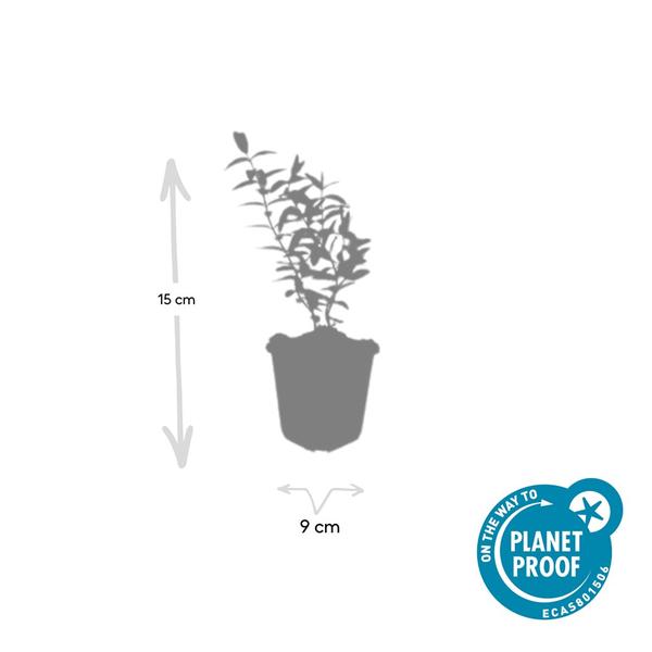 Hypericum 'Hidcote' - ↕10-25cm - Ø9cm - 12x  BotanicBridge