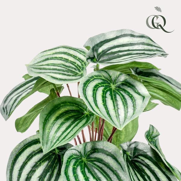 Kunstplant - Peperomia Argyreia - Watermelon -25 cm  BotanicBridge