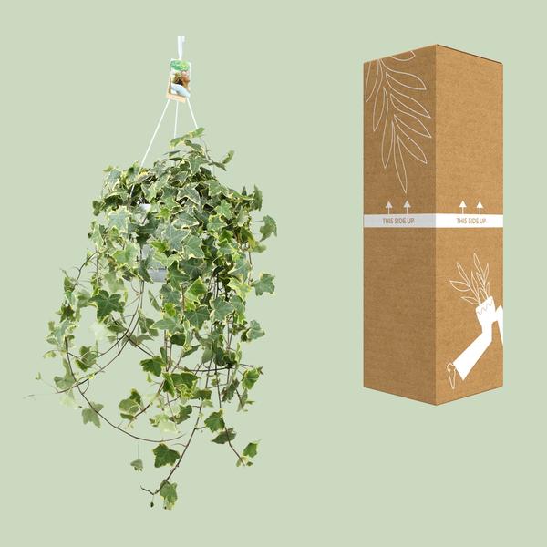 Hedera Helix Gold Child - Hang/XXL - Ø24cm - ↕cm  BotanicBridge