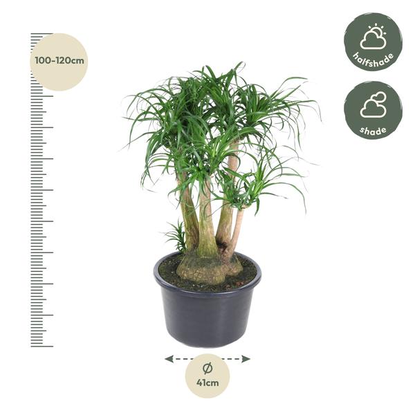 Beaucarnea vertakt - 110 cm - ø41  BotanicBridge