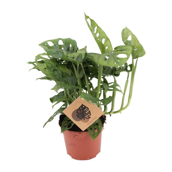 Monstera Monkey - Ø12cm - ↕30cm  BotanicBridge