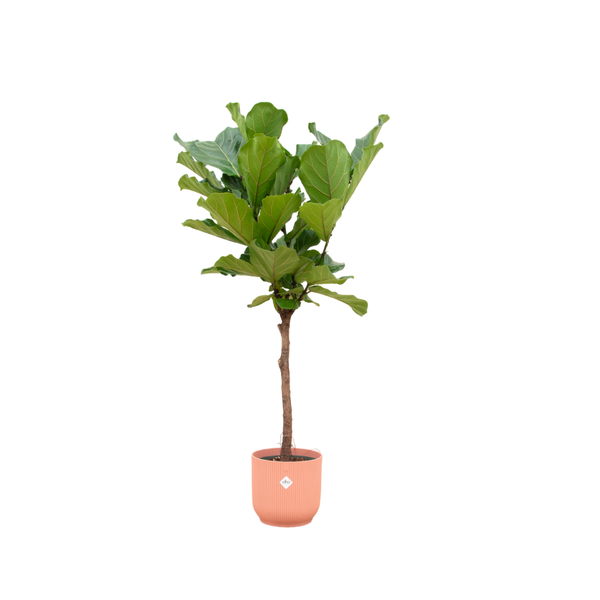 Ficus Lyrata stam inclusief elho Vibes Fold Round roze - 160 cm - Ø30  BotanicBridge