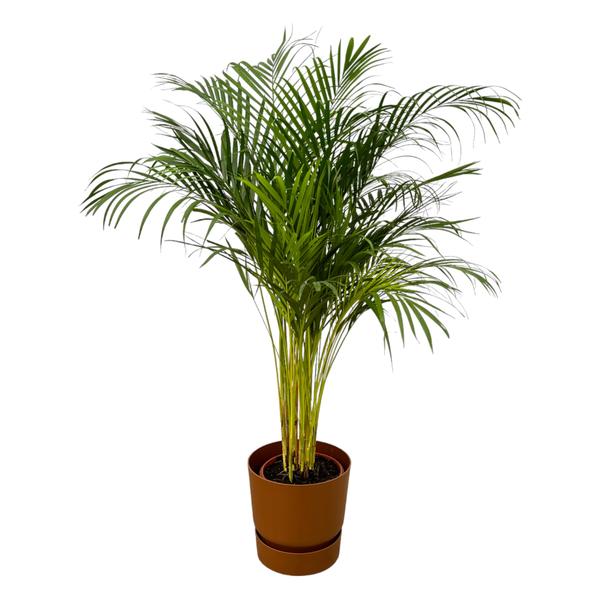 Areca palm - ↨130cm - Ø24cm inclusief elho Greenville Round bruin D30xH28  BotanicBridge