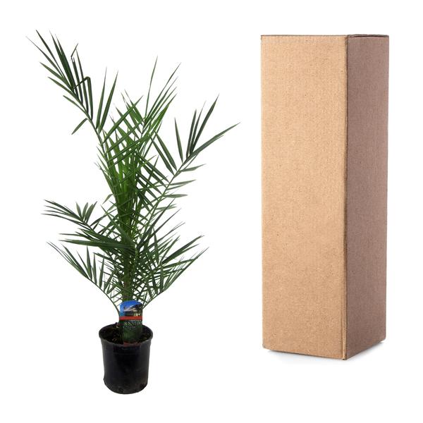 Phoenix Canariensis - 80 cm - Ø15cm  BotanicBridge