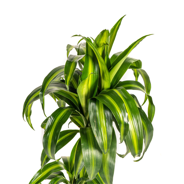 Dracaena Deremensis Hawaiian Sunshine Ø19cm - ↕80cm  BotanicBridge