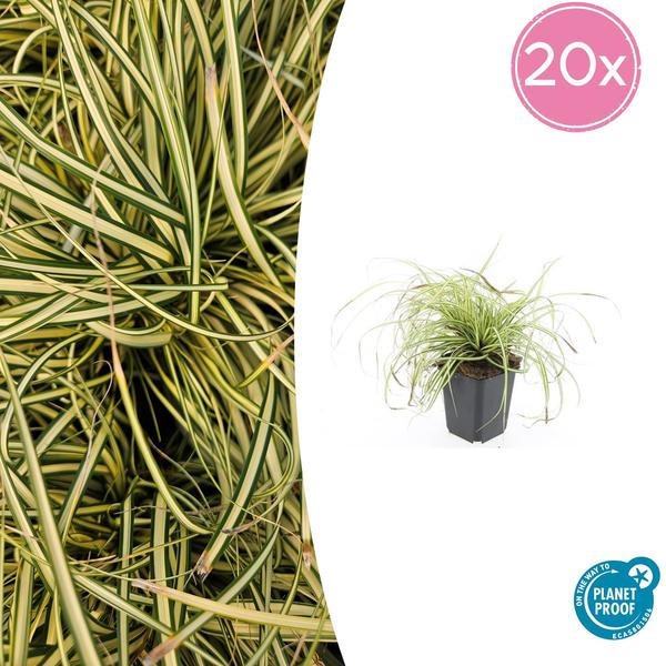 Carex oshim. 'Evergold'  - ↕10-25cm - Ø9cm - 20x  BotanicBridge