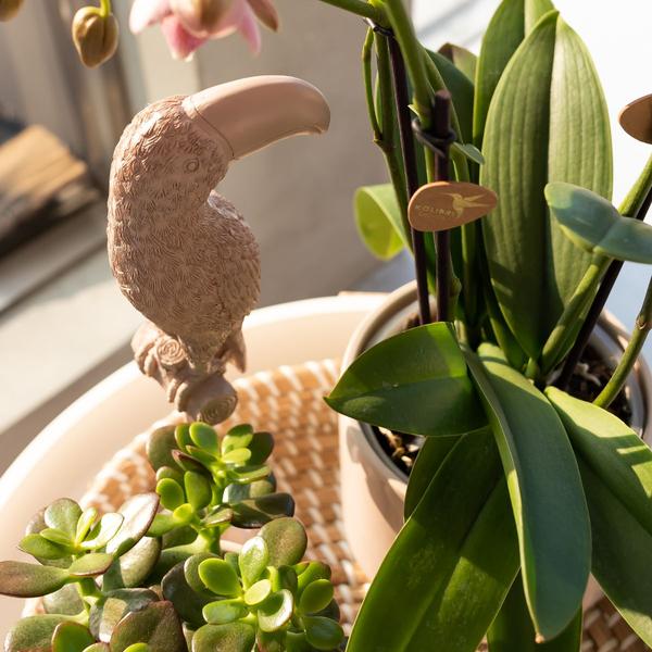 Kolibri Home | Ornament - Decoratie beeld Toucan - Nude  BotanicBridge