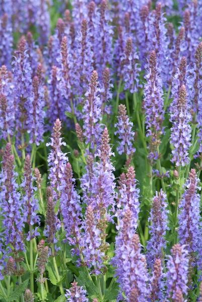 Salvia nem. 'Caradonna' - ↕10-25cm - Ø9cm - 6x  BotanicBridge