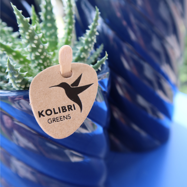 Kolibri Home | Candy sierpot | Hoog - Blue - Ø9cm  BotanicBridge