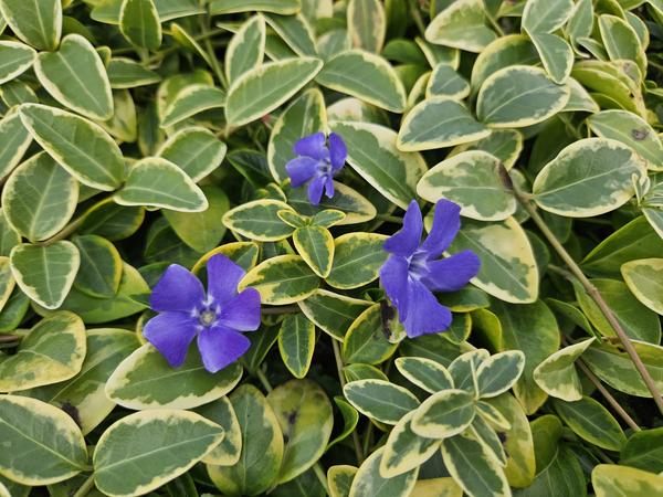 Vinca minor 'Aureovariegata' - ↕10-25cm - Ø9cm - 40x  BotanicBridge