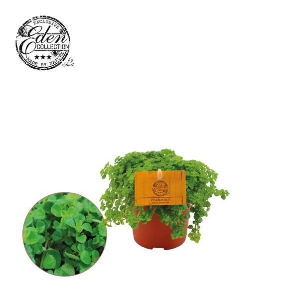 Pilea Depressa - Ø10,5cm - ↕15cm  BotanicBridge