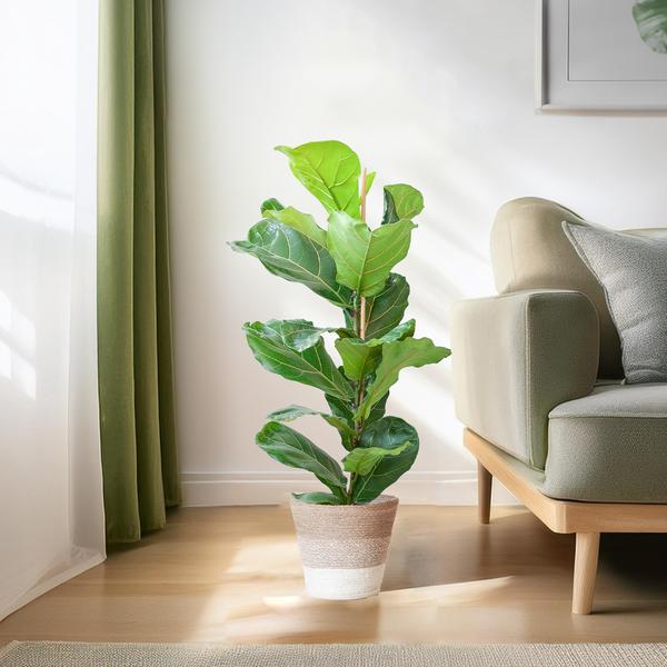 Ficus Lyrata met Mand Lissabon wit - 80cm - Ø21  BotanicBridge