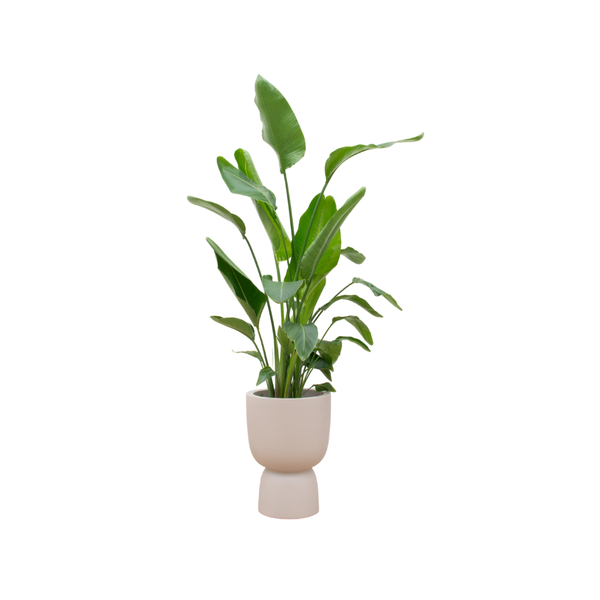 Combi deal - Strelitzia Nicolai inclusief elho Pure Coupe beige Ø35 - 200 cm  BotanicBridge