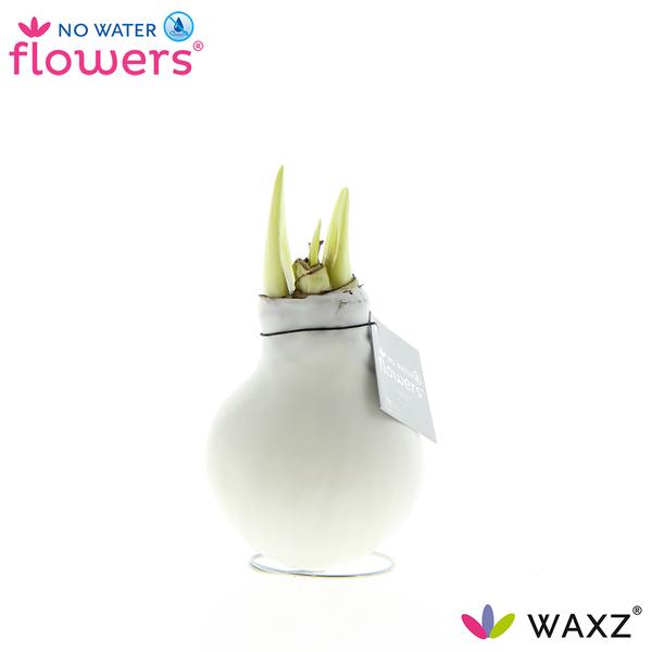 No Water Flowers Waxz® White - ↕15cm  BotanicBridge