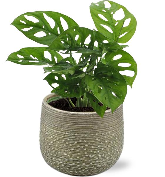 Monstera Monkey Leaf - Ø12cm - ↕30cm + Noale Pot D14,5x12cm - Groen  BotanicBridge