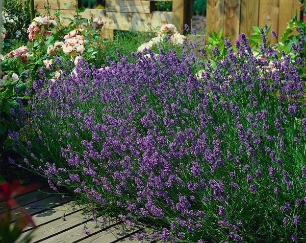 Lavandula ang. 'Munstead' - ↕10-25cm - Ø9cm - 12x  BotanicBridge