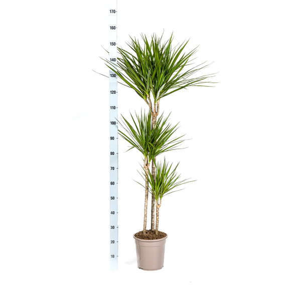 Dracaena Marginata Green Ø24cm - ↕140cm  BotanicBridge