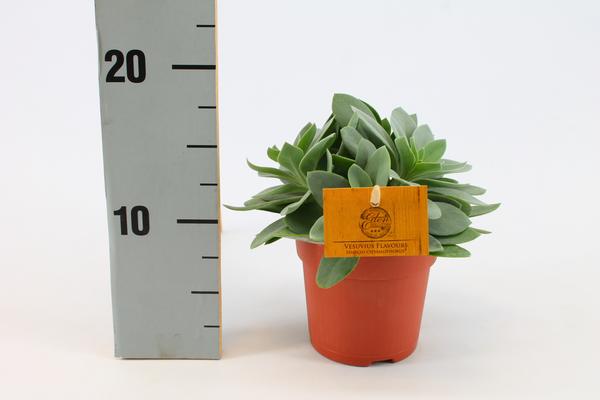 Senecio Cephalophorus - Ø10,5cm - ↕15cm  BotanicBridge