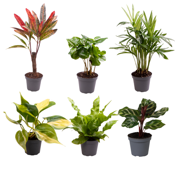 Baby Plantjes Verrassingsbox - Ø6cm - ↕12cm - x6  BotanicBridge