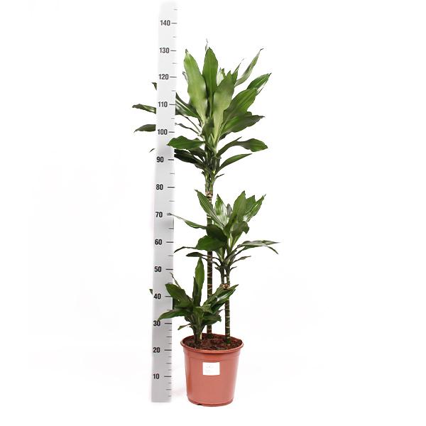 Dracaena Janet Lind Ø24cm ↕120cm in Boule WIT pot  BotanicBridge