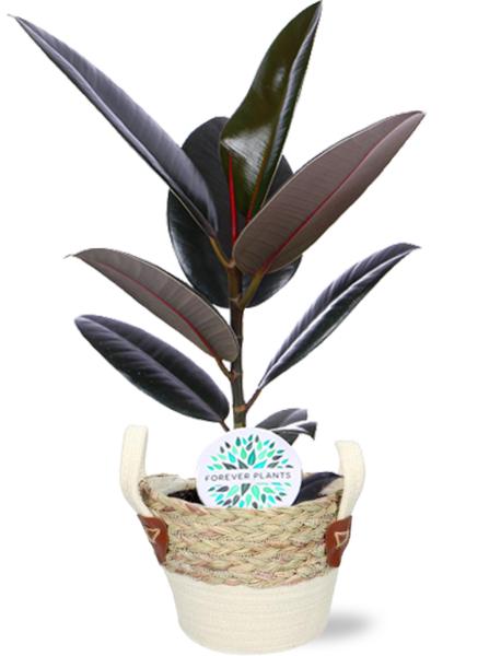 Ficus Elastica Abidjan - Ø17cm - ↕60cm + Lily Pot D18x16cm - Wit  BotanicBridge