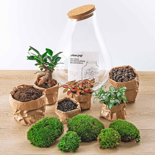 DIY terrarium - Drop XL Bonsai -↕ 37 cm - Normal  BotanicBridge