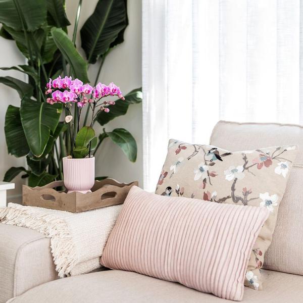 Kolibri Orchids | Plantenset Floral Blush pink small| Groene planten met Phalaenopsis orchidee in Floral Blush pink sierpotten en wit dienblad  BotanicBridge