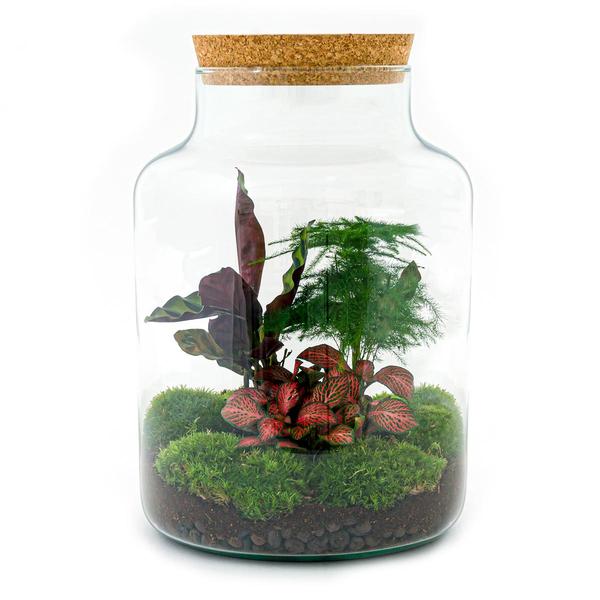 DIY terrarium - Milky - ↕ 30 cm - Normal  BotanicBridge