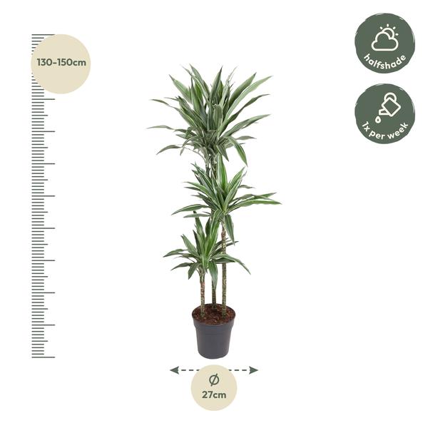 Dracaena Warneckei - 140 cm - ø27  BotanicBridge