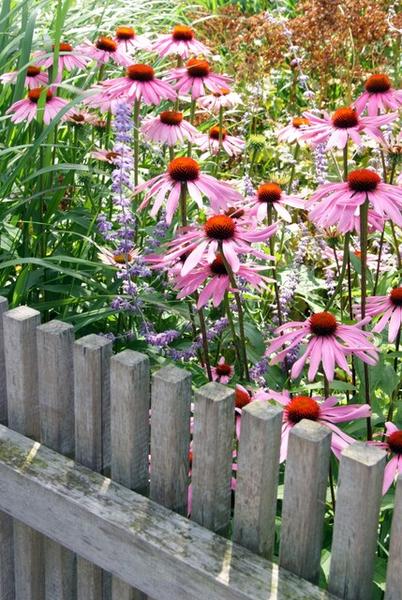 Echinacea p. 'Magnus' - ↕10-25cm - Ø9cm - 20x  BotanicBridge