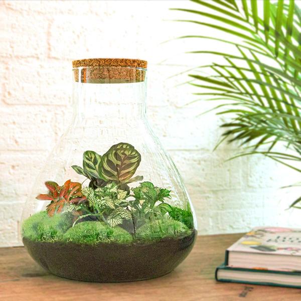 DIY terrarium - Sam XL Rood - ↕ 35 cm - Normal  BotanicBridge