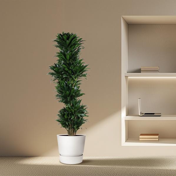 Dracaena Compacta vertakt - 170 cm - ø34  BotanicBridge