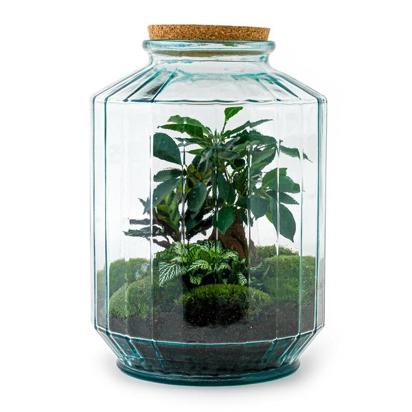 DIY terrarium - Botanical garden XL - ↕ 35 cm - Normal  BotanicBridge