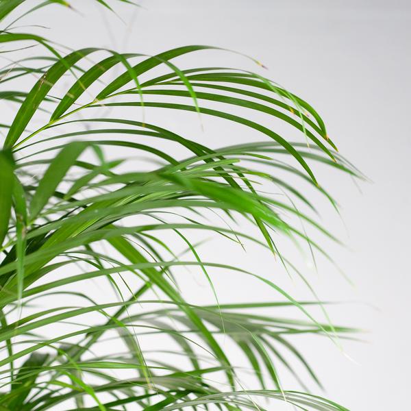 Areca Palm (dypsis) XL met mand Torun - 120cm - Ø24  BotanicBridge