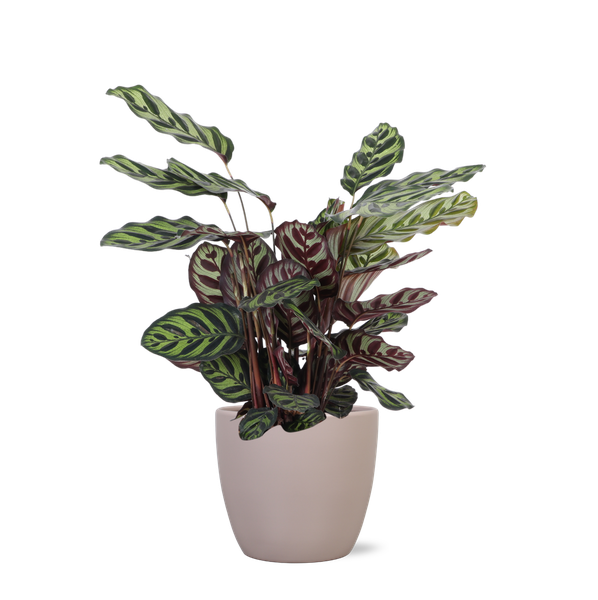 Calathea Makoyana Ø21cm - ↕70cm in Boule TAUPE pot  BotanicBridge