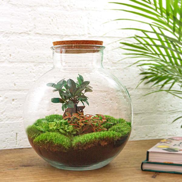 DIY terrarium - Bolder Bob Bonsai - ↕ 30 cm - Rake + Shovel  BotanicBridge