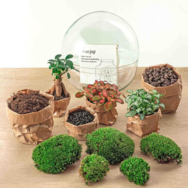 DIY terrarium - Dome XL - Ficus Ginseng Bonsai - ↕ 30 cm - Rake + Shovel + Tweezer + Scissors  BotanicBridge