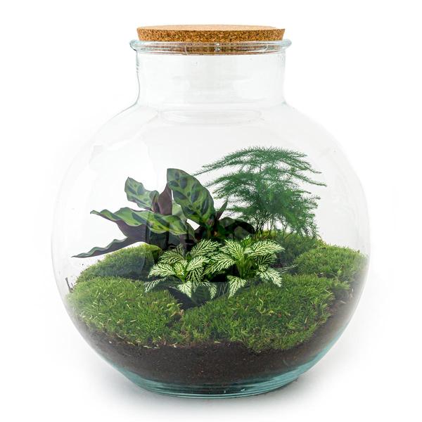 DIY terrarium - Bolder Bob - ↕ 30 cm - Rake + Shovel  BotanicBridge