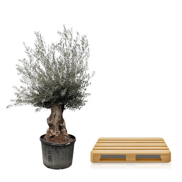 Olea Europaea Bonsai - 225cm- Ø80  BotanicBridge