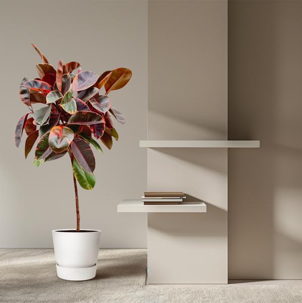 Ficus Elastica Belize op stam - 130 cm - ø24  BotanicBridge