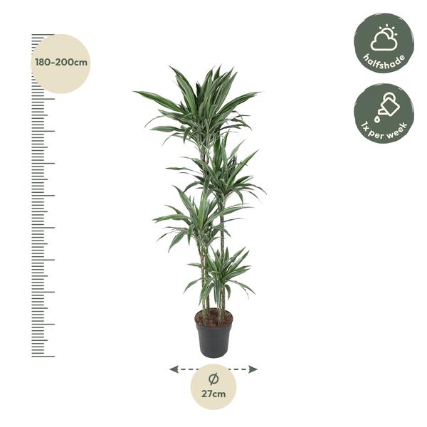 Dracaena Warneckei - 190 cm - ø27  BotanicBridge