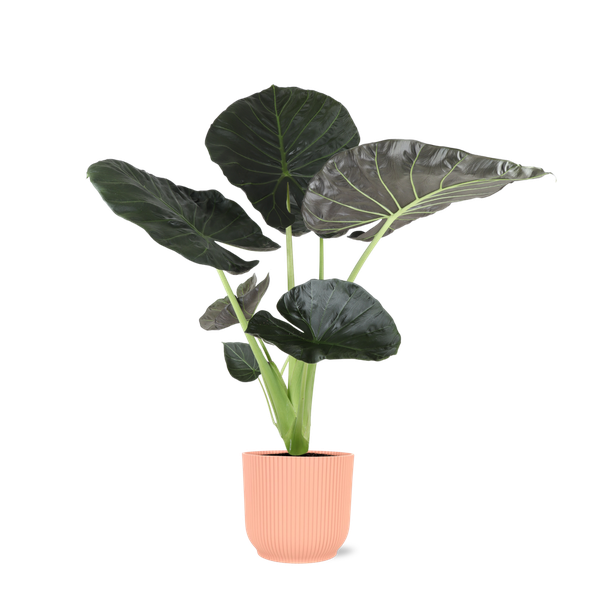 Alocasia Regal Shield Ø21cm - ↕100cm in Vibes ROZE pot  BotanicBridge