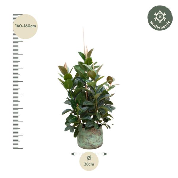 Ficus Robusta vertakt - 150 cm - ø38  BotanicBridge